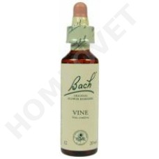 Bach Vine / Vitis vinifera (Wijnrank)